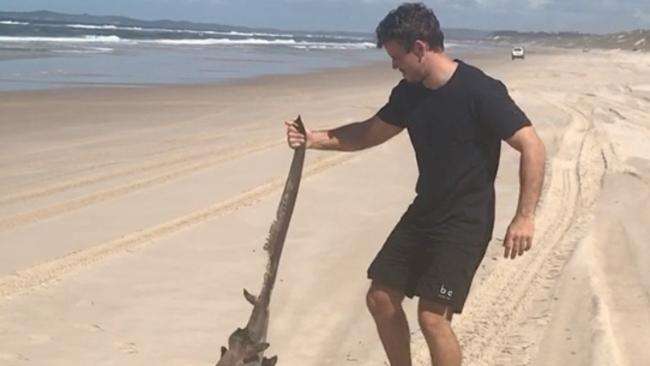 Cool waters seen an uncommon shark wash up off a popular Gold Coast beach
