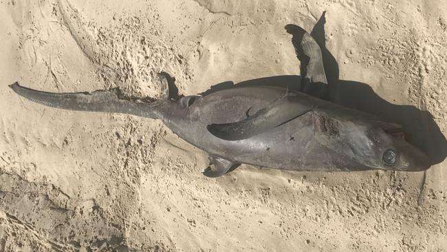Cool waters seen an uncommon shark wash up off a popular Gold Coast beach