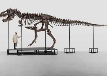 Entire skeleton of Tyrannosaurus rex set to fetch eye-watering sum at auction