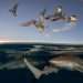 Incredible moment hungry sharks gather menacingly near the surface just below hovering seagulls