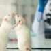 Fears men could soon be extinct after scientists find endangered rats lack male Y chromosome