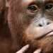 Orangutans may hold the key to how humans evolved to speak, say scientists