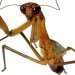 Britain braced for invasion of creepy cannibal praying mantis