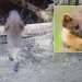 Cat-sized creature thought to be extinct for 100 years spotted in UK