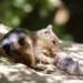 Killer squirrels caught devouring voles for dinner in shock footage that reveals rodent is a blood-thirsty meat eater