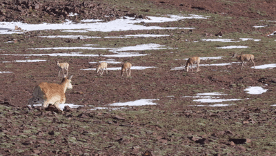 Global First DEEP Robotics Robot Dogs Go Deep into Hoh Xil to Collaborate in Protecting Tibetan Antelopes 2