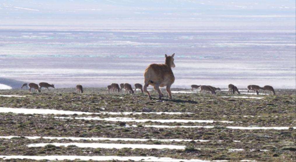 Global First! DEEP Robotics Robot Dogs Go Deep into Hoh Xil to Collaborate in Protecting Tibetan Antelopes